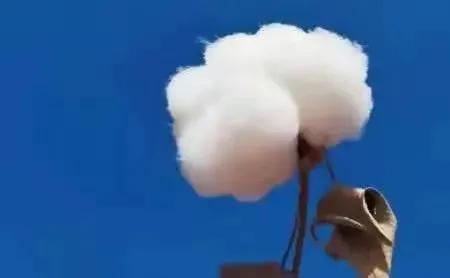 农农科普｜河南农大专家告诉你：咱的棉花，咱有数！