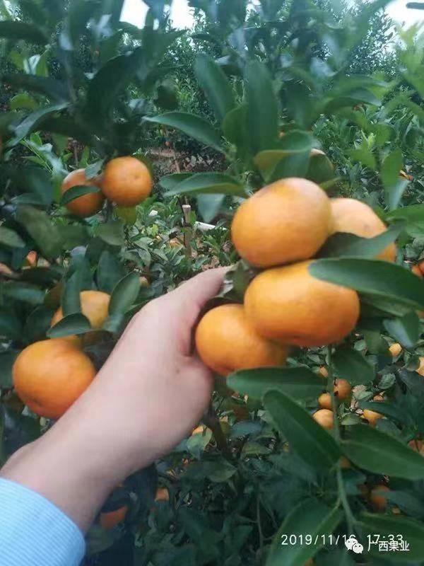广西引进2个品种，消费者六七月也能尝到不同风味的柑橘啦