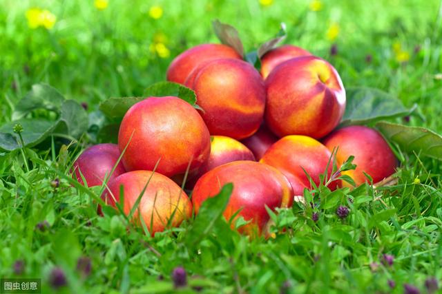 油桃怎么种植过程中需要注意什么？与您分享油桃种植经验