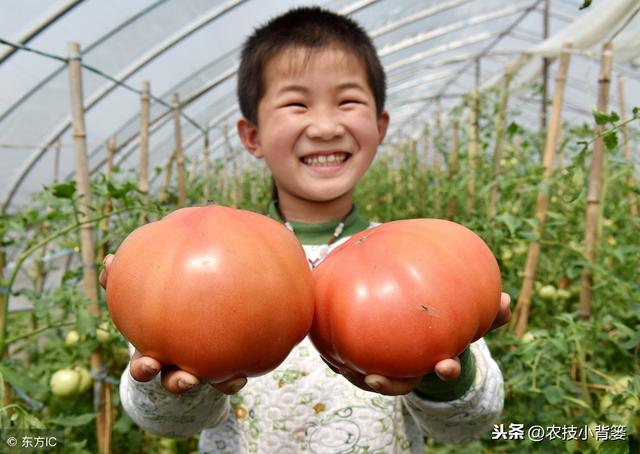 西红柿种植用好这5种小方法，同样的地块能够多收好几成！