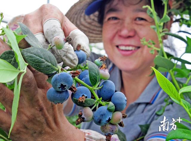 花都“小”蓝莓，种出大产业