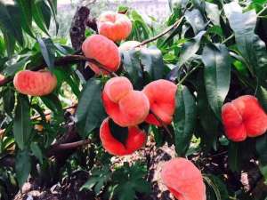 桃树什么时候种植(桃树什么时候种植？)