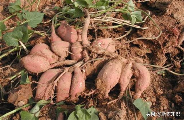 「甘薯栽培教程」露地无公害栽培技术详解，种植户多参考参考
