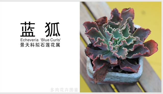 「蓝狐」景天科拟石莲花属多肉植物，包菜系列，中大型种卷叶