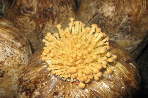 种植金针菇成本与利润分析，目前市场价格大概要多少钱一斤?