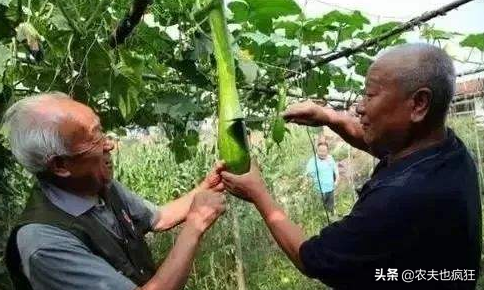 人称砍瓜，可随砍随吃，亩产16000斤，价格比南瓜贵，农民可种植