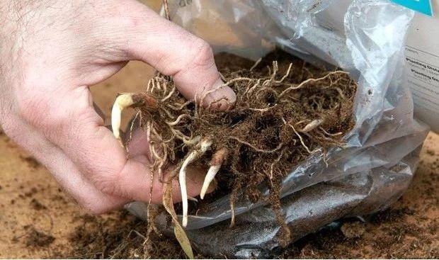 种树荫下会不断繁殖的铃兰，买些块茎泡水一小时后栽种最佳