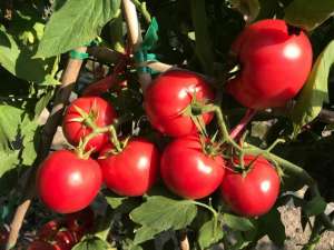 铁柿子种植技术(种番茄，掌握1个技巧，番茄早转色，早成熟，农户要知道)