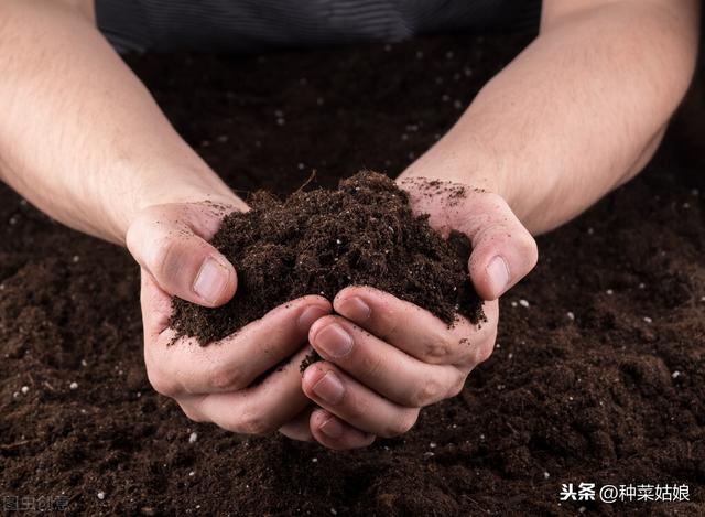 种菜时间越久土质越差，掌握这些方法，改良土壤，长得好