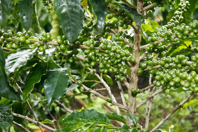 咖啡的栽培技术，这些栽培要点把握好，就能量产，值得收藏