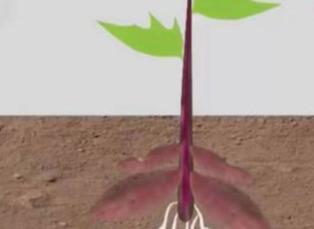 红薯种植的栽插方法有5种，哪种最高产？种植能手教你选用哪一种