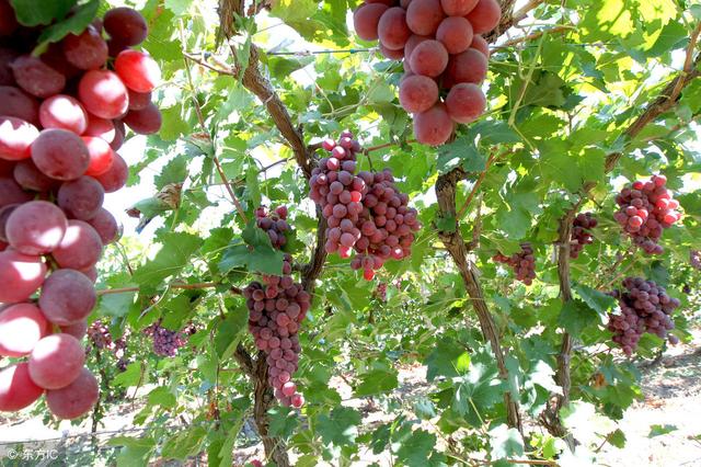 为什么葡萄都是通过扦插育种的？葡萄籽不可以种吗？
