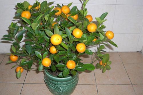 橘子吃完留着种，泡一泡埋土里，长出小橘子家里吃不完