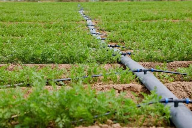 调整农业种植结构 发展高效节水农业