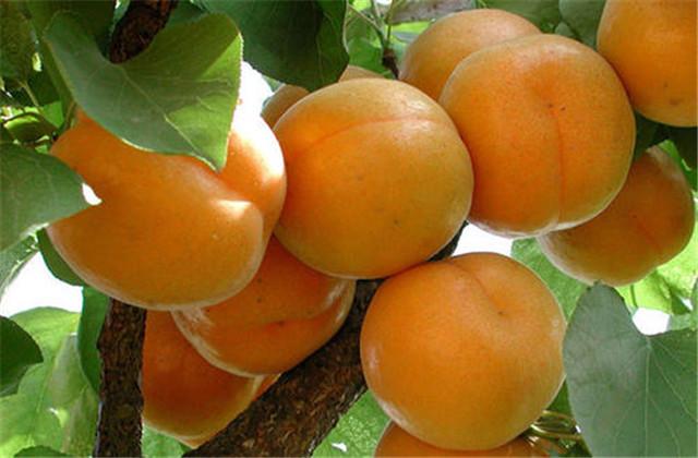 好的山杏育苗与嫁接技术，能有效的提高成活率，还能保证其质量