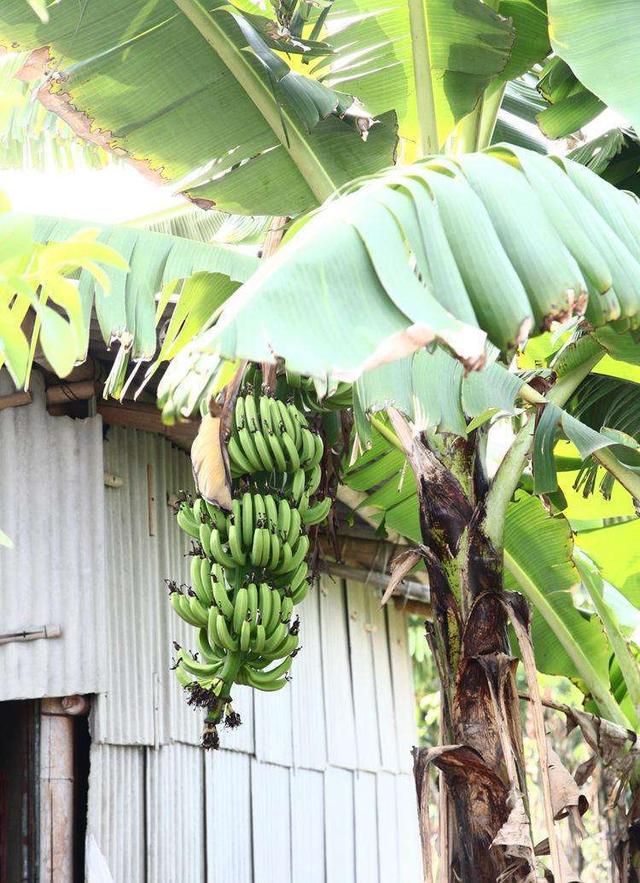 现在的人养花都爱新玩意，院里放一盆香蕉树盆栽，丰收季节长香蕉