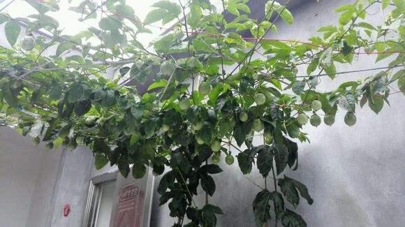 百香果家庭种植 家庭庭院怎样种植百香果？