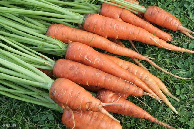 春季胡萝卜三大高产种植技术，建议农户收藏！