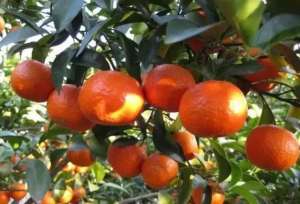 柑橘幼苗种植到成熟(如何让柑橘提早成熟上市？)