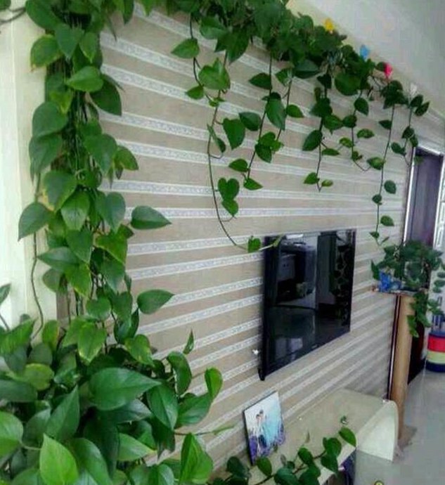 四季常绿的爬墙植物，让你拥有一个绿色的阳台！