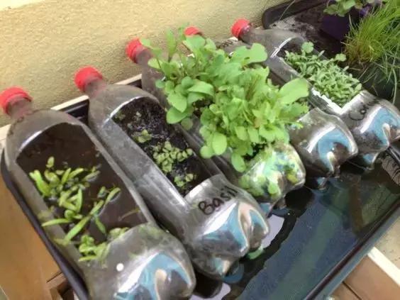 一个塑料瓶，让您在自家阳台种出新鲜蔬菜