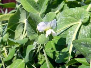 甜豌豆的种植(农伯伯日记：豌豆在什么时候适合种植呢，甜嫩的豌豆是这样种植的)