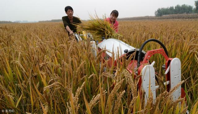 旱稻种植需掌握哪些技术？农民朋友如何管理产量高？