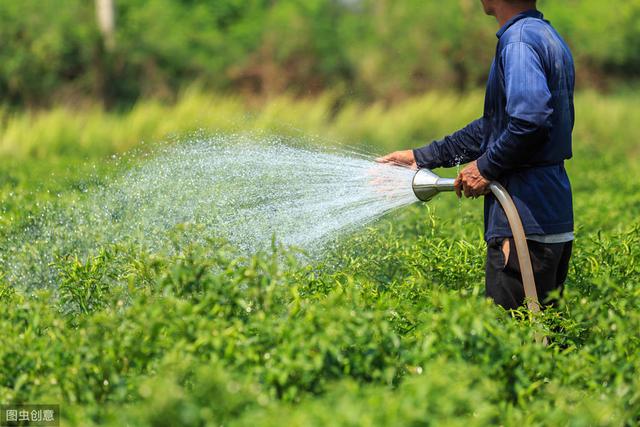 南方栽培高山辣椒想高产，田间的肥水管理是关键措施