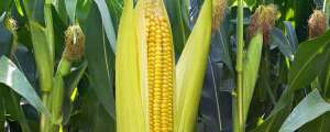 玉米的种植时间(玉米生长周期)