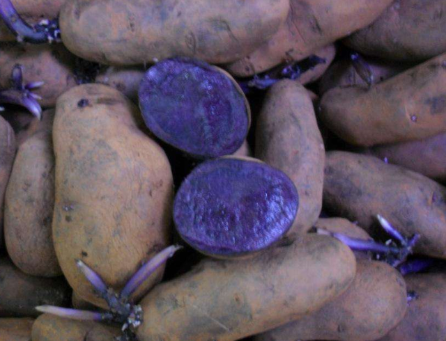 紫色马铃薯高产栽培技术，及田间管理方法，这样做轻松提高产量