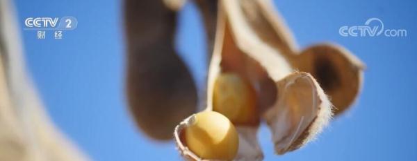 农业农村部出台“一揽子”政策措施 稳步提升大豆生产