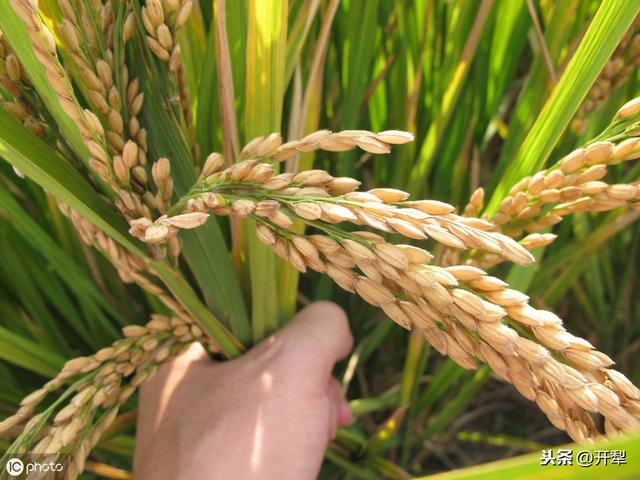 水稻高产栽培田间管理技术要点