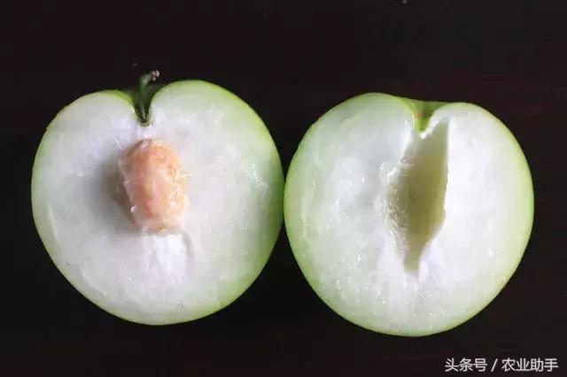 台湾青枣到底怎么种植？