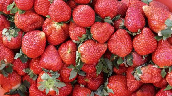 今年市面上什么品种的草莓最好吃？好吃的草莓品种都在这里