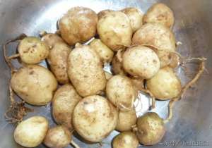 发芽的土豆怎么种植(一个干瘪发芽的土豆扔土里，结了大半盆土豆，种植方法很简单)