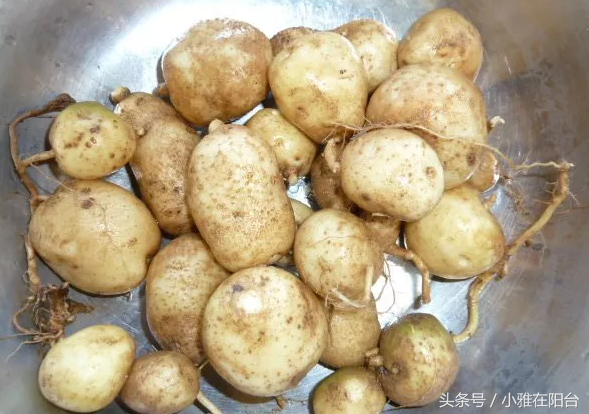 一个干瘪发芽的土豆扔土里，结了大半盆土豆，种植方法很简单