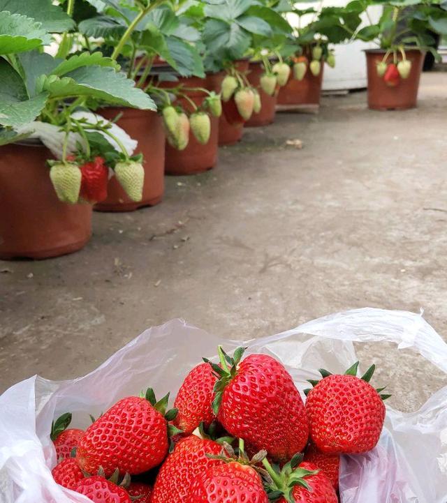 盆栽草莓在家怎么养？有三个方面很重要，春天不愁没果吃