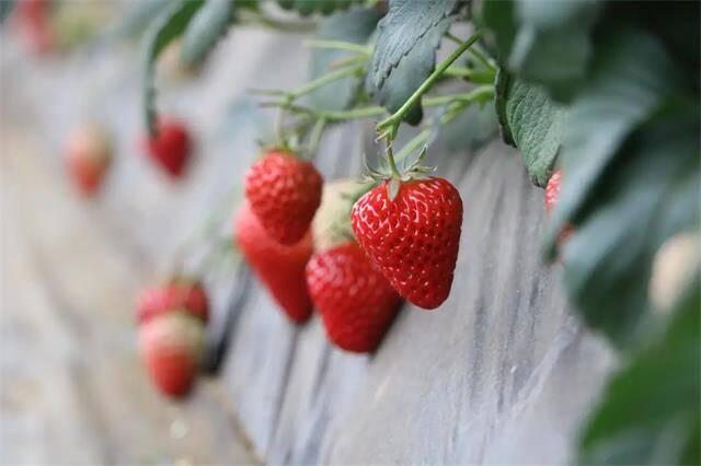 种出致富果！乳山草莓种植户们定植忙
