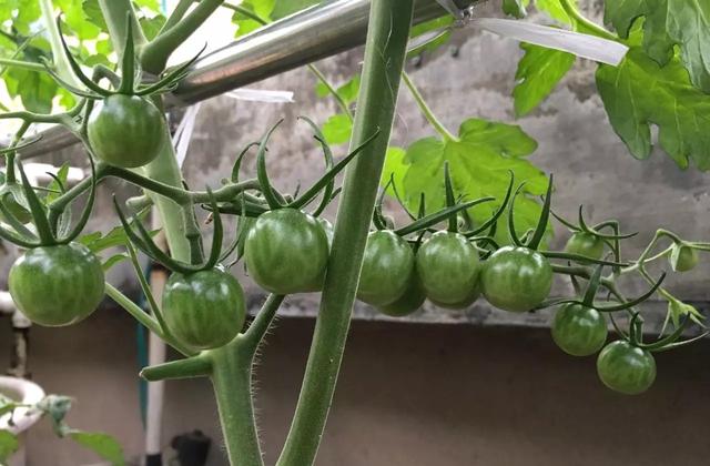 阳台种小番茄，记住“两点”，长势旺，一棵1000个果，全家吃不完