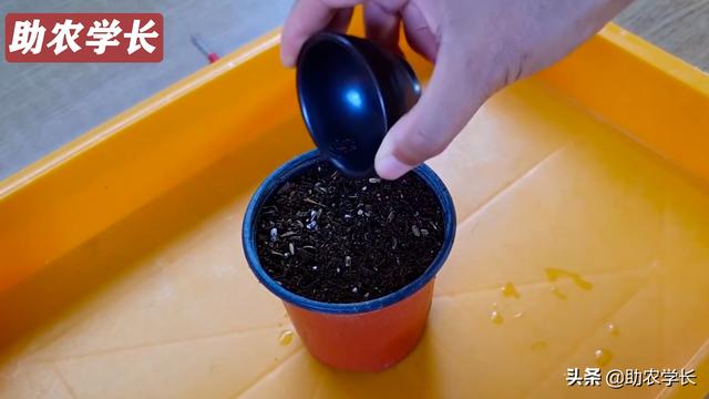 教你如何培育火龙果种子，自己在家也可以做，方法简单还不花钱