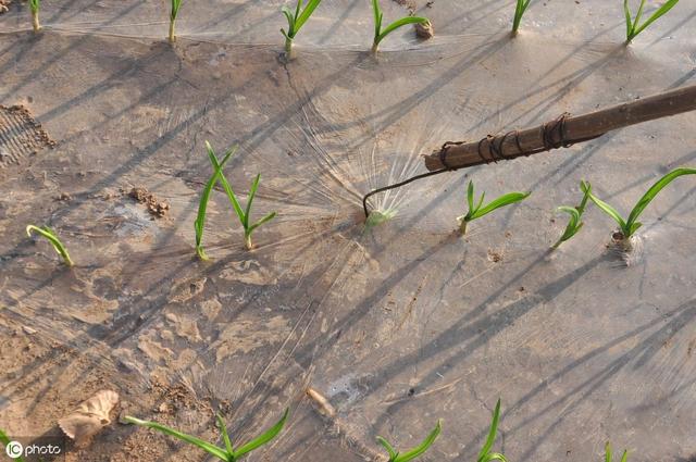 地膜大蒜高产栽培技术：从种到收8个步骤，助你亩产3500斤