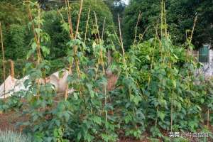 秋四季豆的种植(秋黄瓜秋豆角，什么时候种合适，怎么管理才能多结瓜多结豆角)