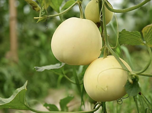 如何在露地栽培白瓜呢？这种方法种植简单、独特