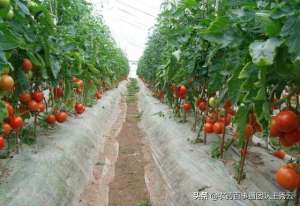 西红柿的种植距离(越冬茬西红柿，巧用玉米秸提地温，根系好，秧子壮，产量不愁)