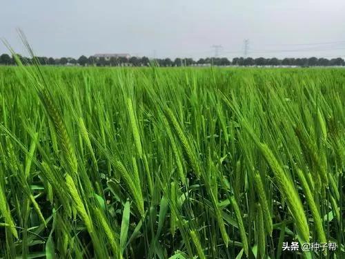 饲草大麦一年能收割3茬，亩产干草800kg，种植管理技术介绍