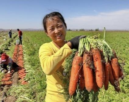 和你分享一套栽培胡萝卜的好方法，让你种植出又大又圆的胡萝卜