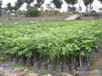 贫穷限制想象，海南黄花梨1.6万一斤买不到，卖木屑也可以发财