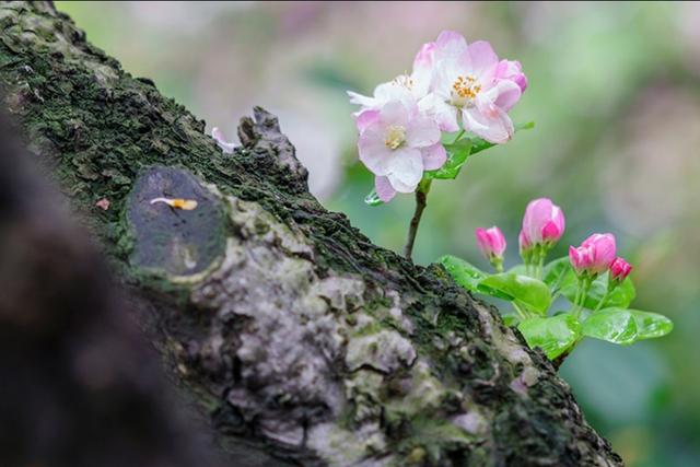 植树节，15首种树诗词：种下树，种下春天和芬芳，种下希望和甘甜