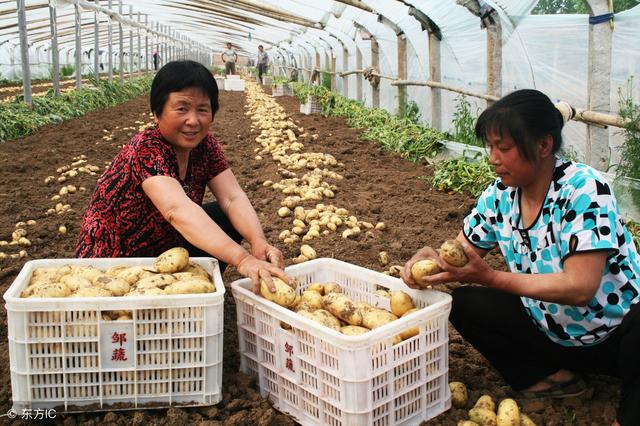 如何栽培大棚土豆