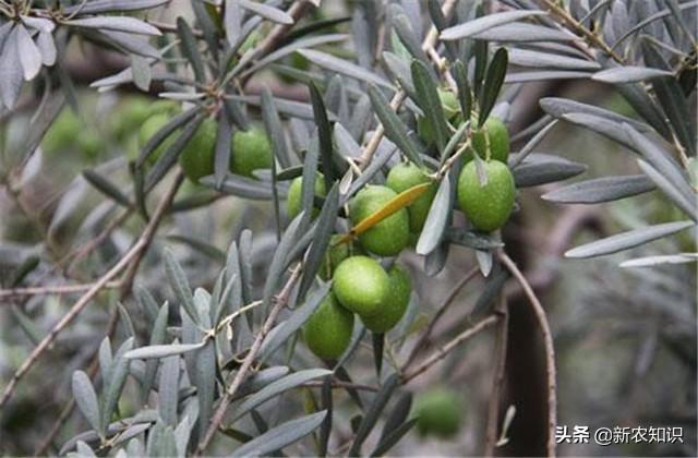 油橄榄高产栽培技术，相关工作人员，不妨参考学习一下